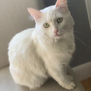 Meet your Posher, Bianca